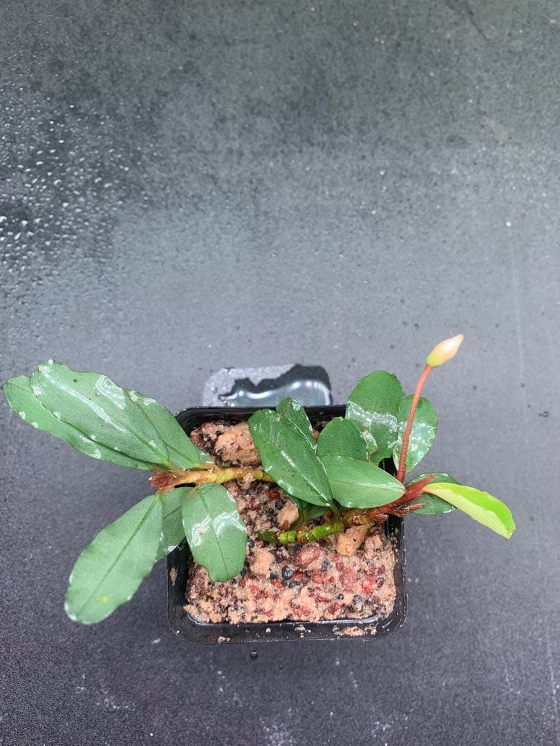 水草 Bucephalandra sp. Sokan