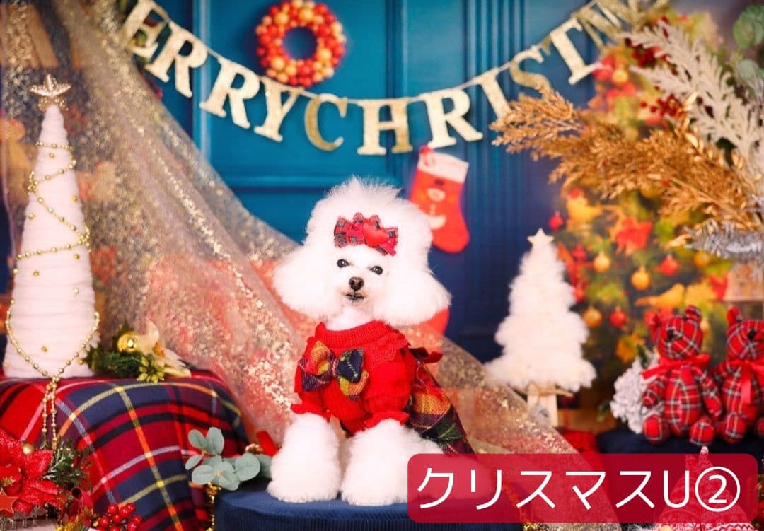 背景布×3　ペット撮影用フォトブース　トリミングチョーカー販売中　秋　クリスマス