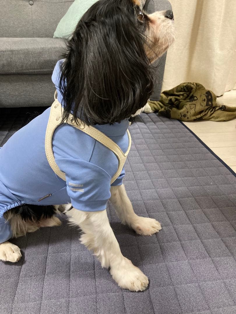 本革レザーハーネス 中型犬用　新品未使用　ハンドメイド　日本製　ネームタグ付き