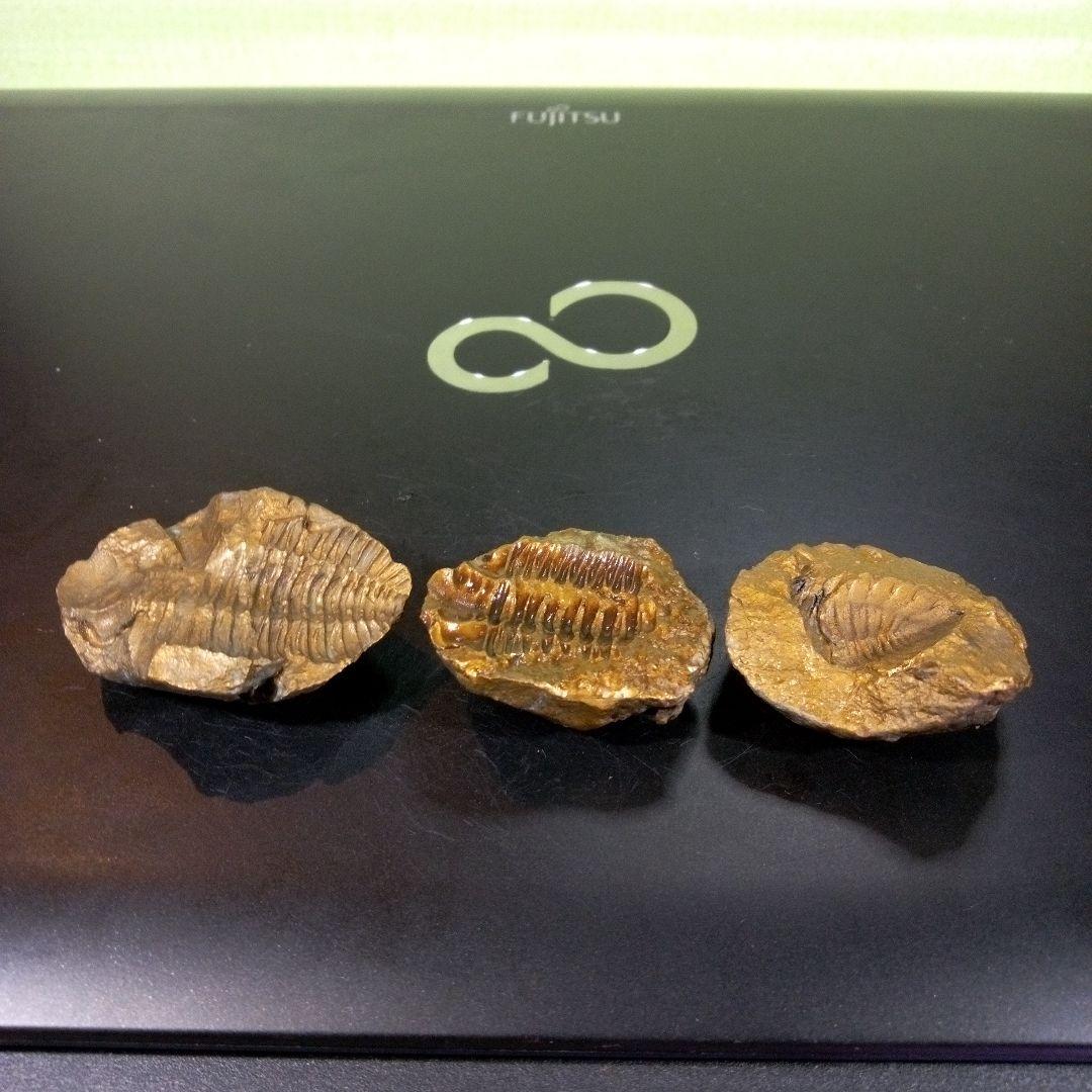 三葉虫　化石　fossil　ボリビア産　レア　Fossil管理①　３個セット