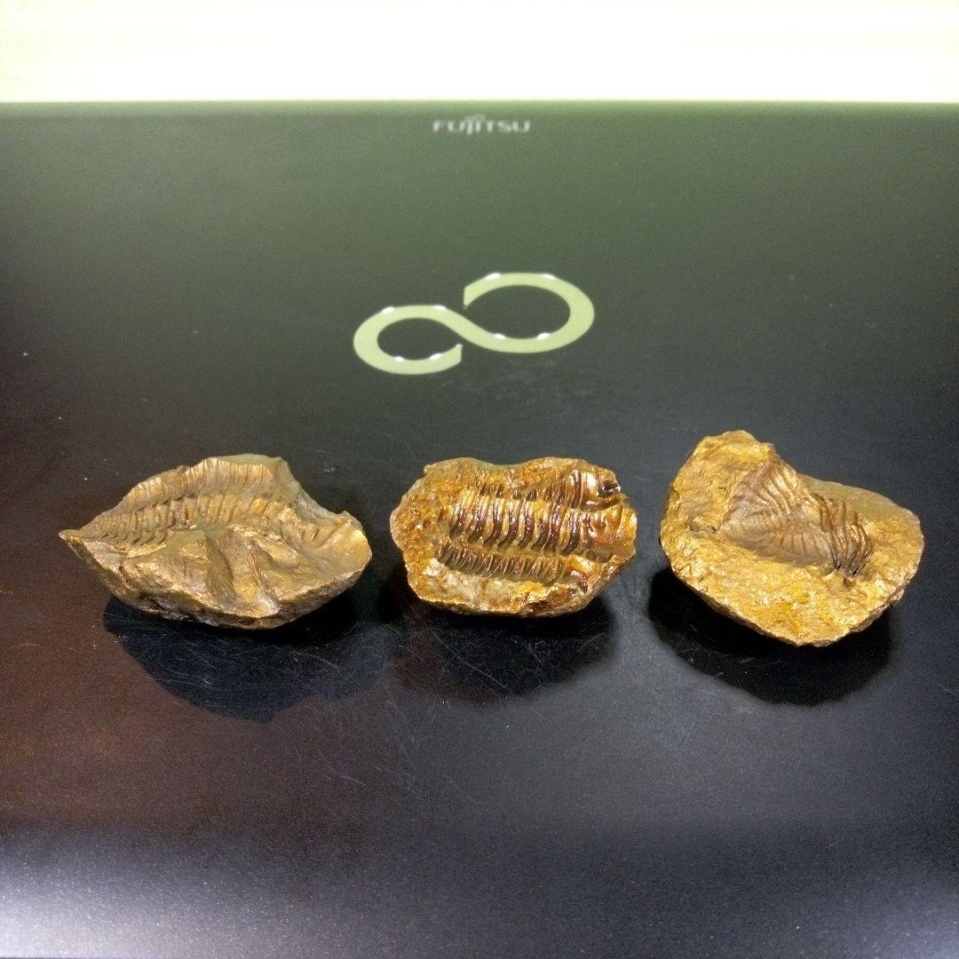 三葉虫　化石　fossil　ボリビア産　レア　Fossil管理①　３個セット