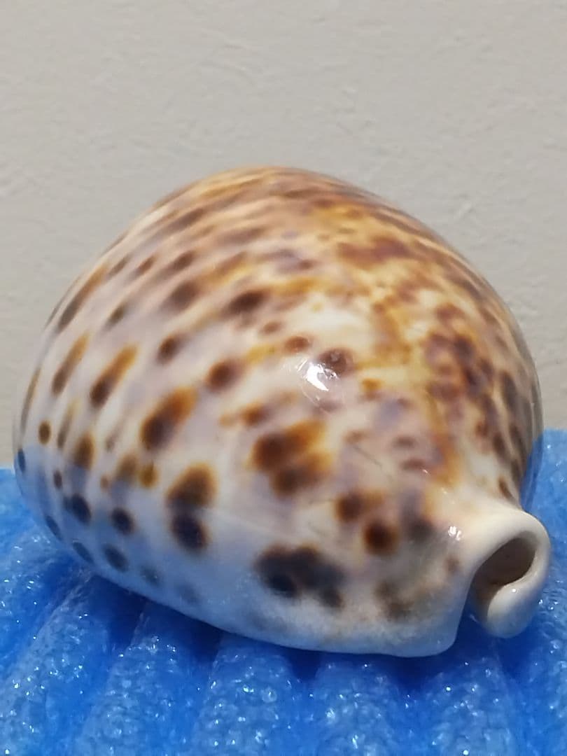 貝殻 105mm ハワイホシダカラ タカラガイ科