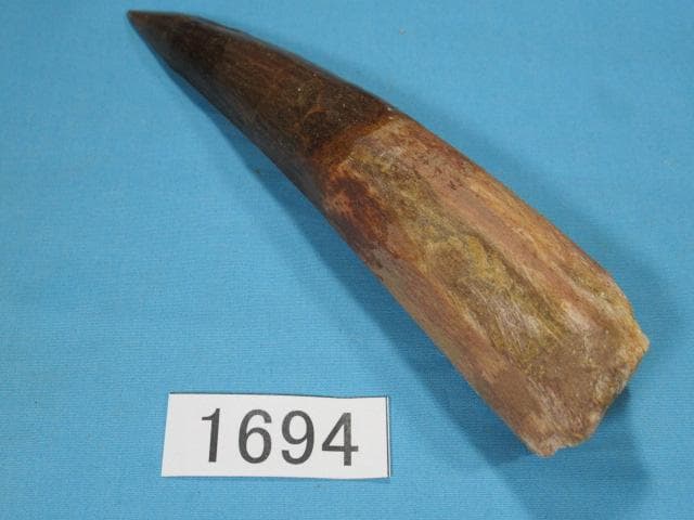 恐竜 スピノサウルスの歯　超特大　１５cm　No.1694