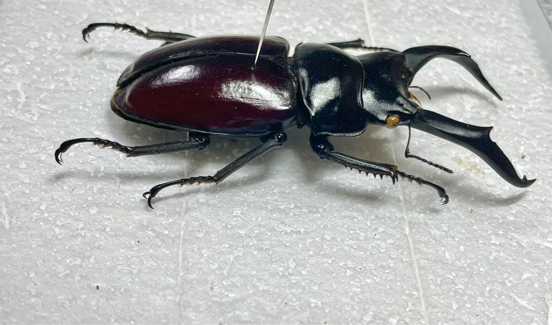 ドンキエルコクワガタ　(赤ドンキ) 70mm標本