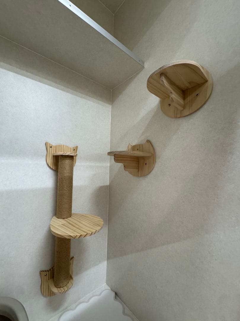 三毛猫
