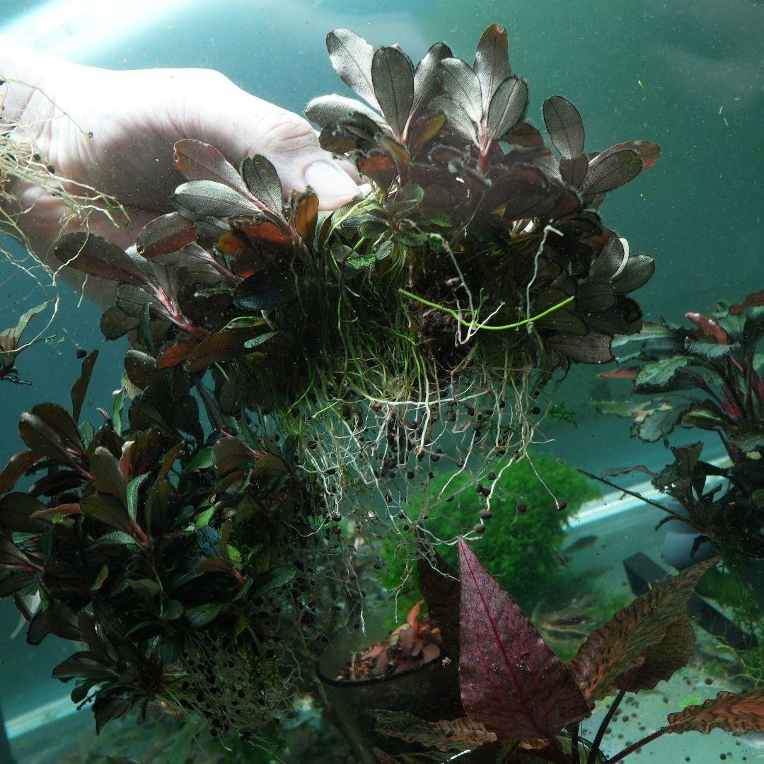 o*y様 Bcephalandra sp Theia 群生株多数