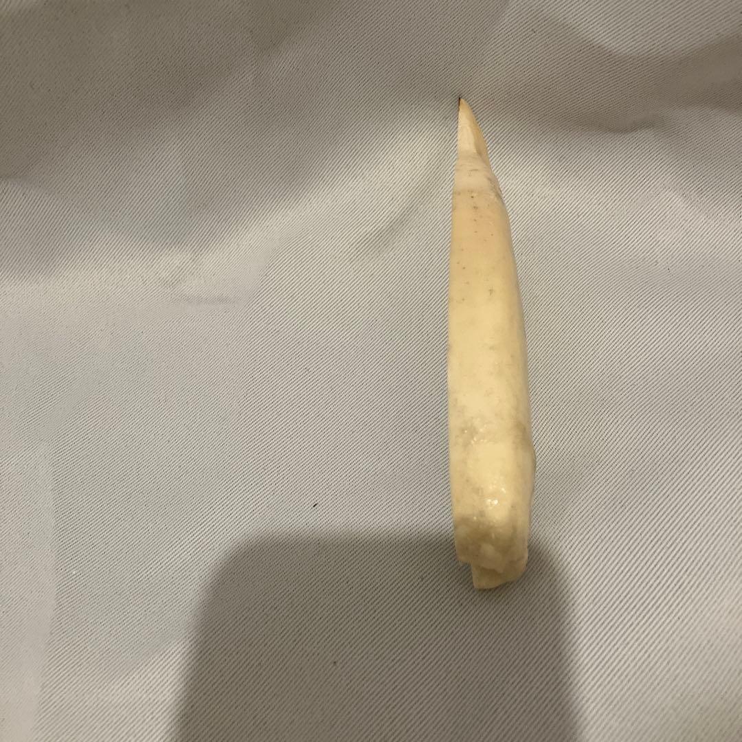 シャチ　歯　お守り