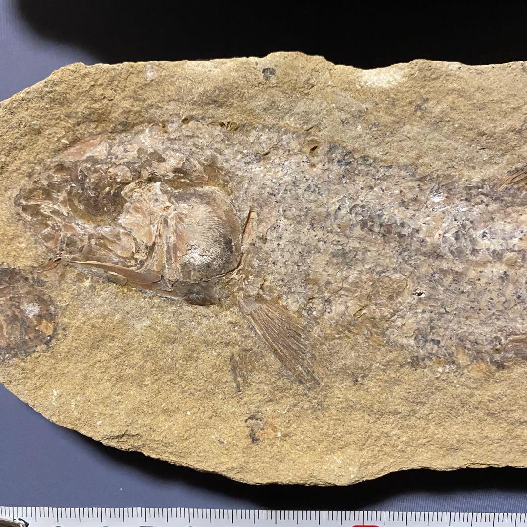 古代魚全身化石 巨大約57cm と約25cm 2匹　ペア凸凹ネガポジ　ブラジル産