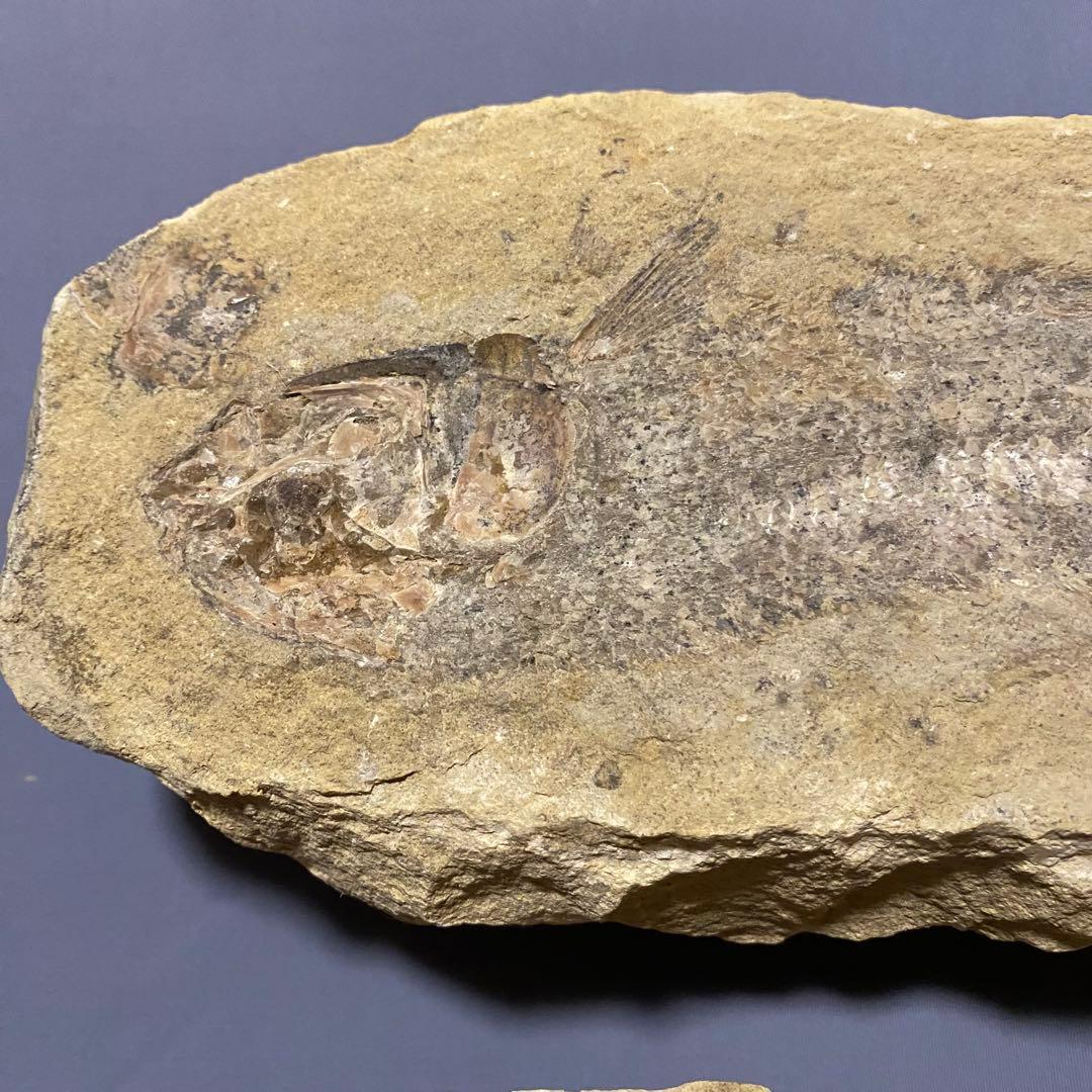 古代魚全身化石 巨大約57cm と約25cm 2匹　ペア凸凹ネガポジ　ブラジル産