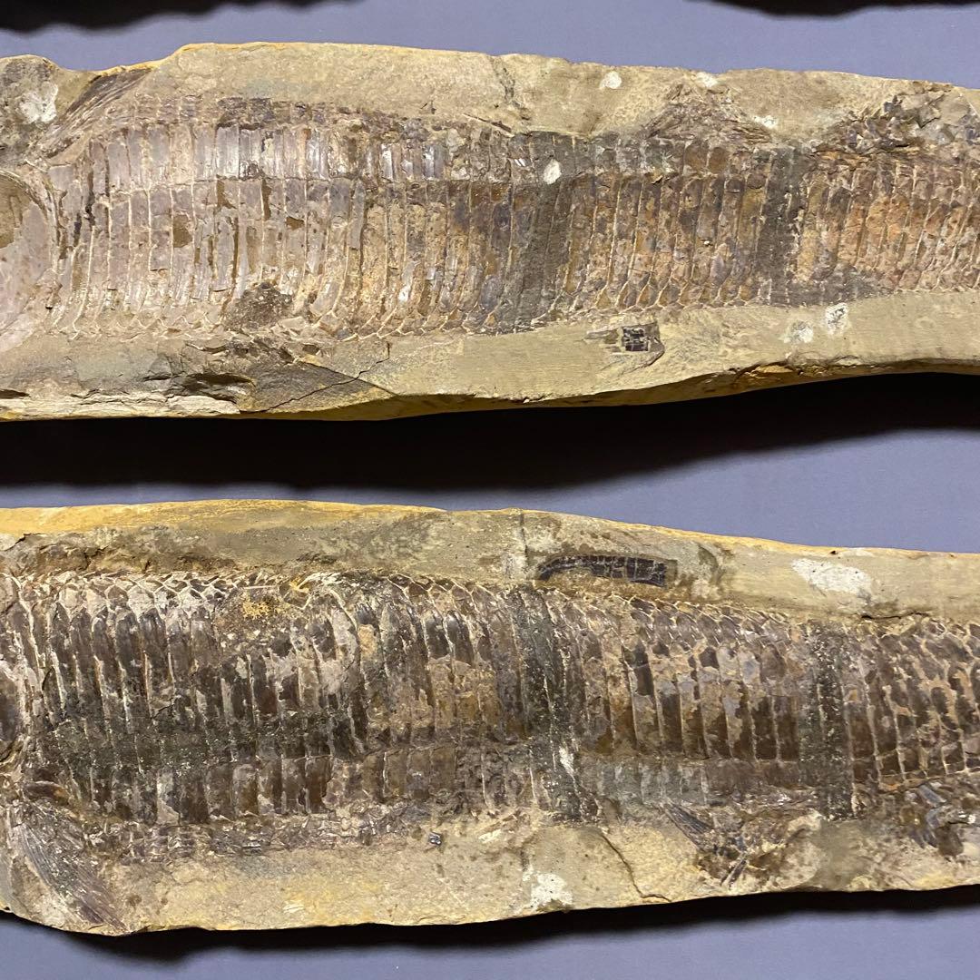 古代魚全身化石 巨大約57cm と約25cm 2匹　ペア凸凹ネガポジ　ブラジル産