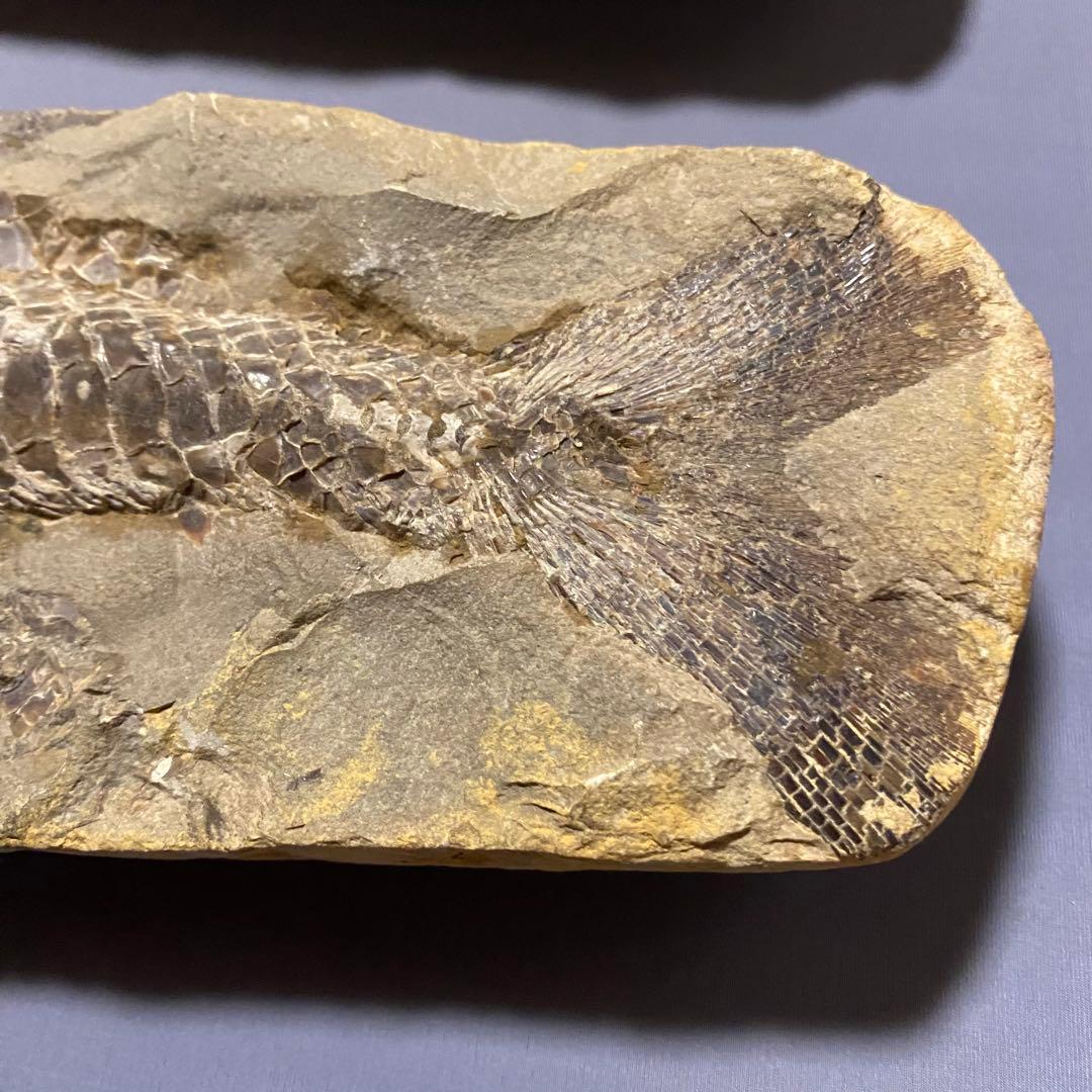 古代魚全身化石 巨大約57cm と約25cm 2匹　ペア凸凹ネガポジ　ブラジル産