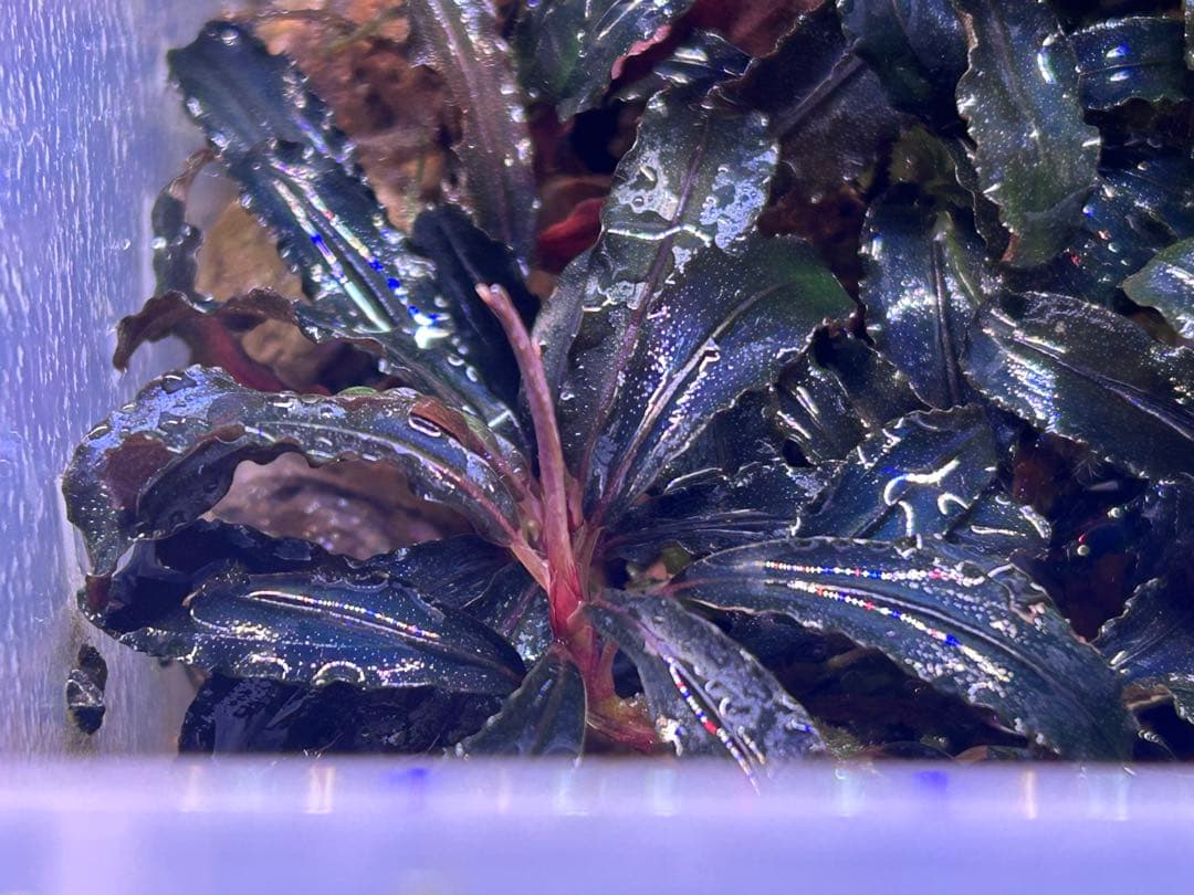 【ID便】Bucephalandra sp. Kedagang 写真全部