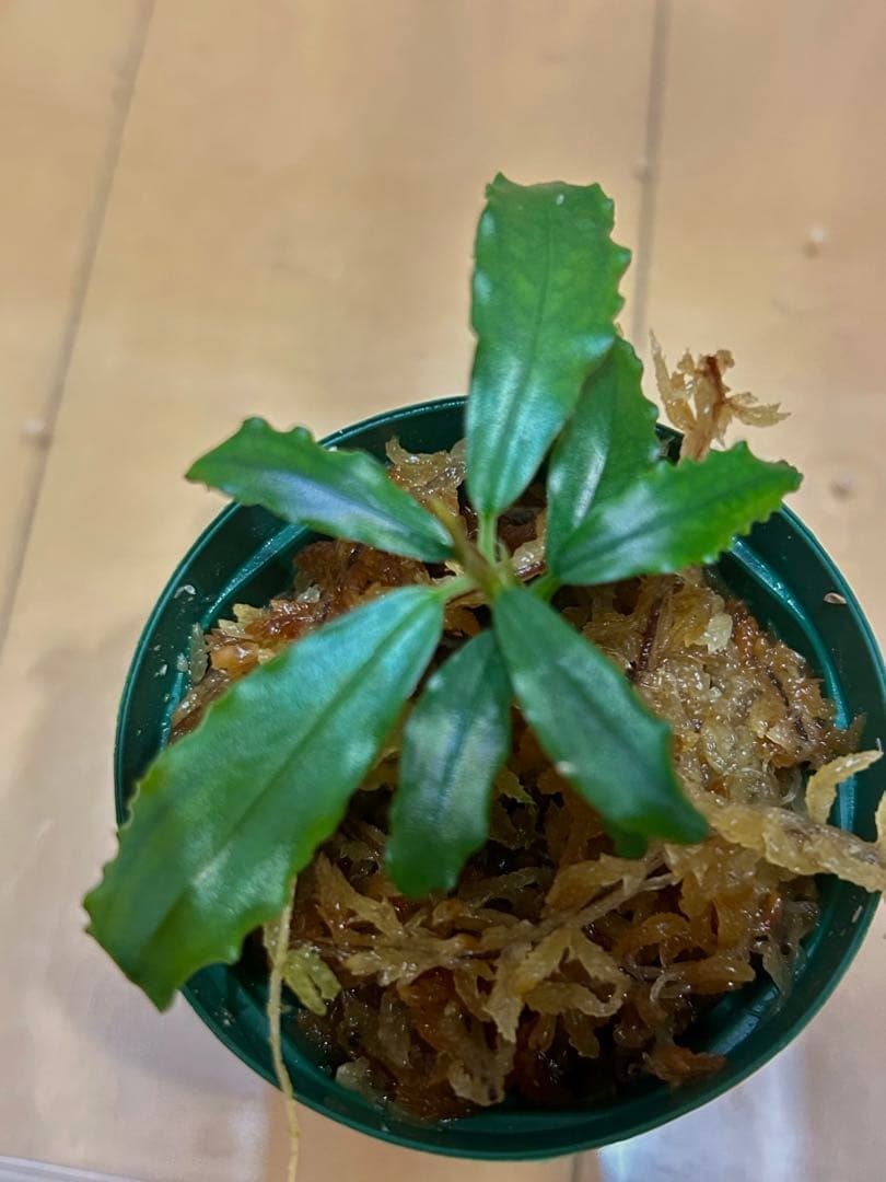 Bucephalandra sp.”Aurora” KN便 水上葉
