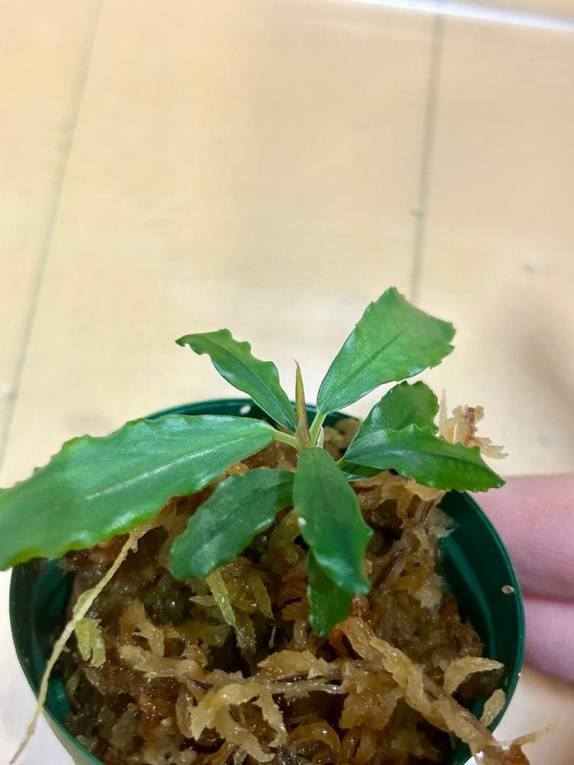 Bucephalandra sp.”Aurora” KN便 水上葉