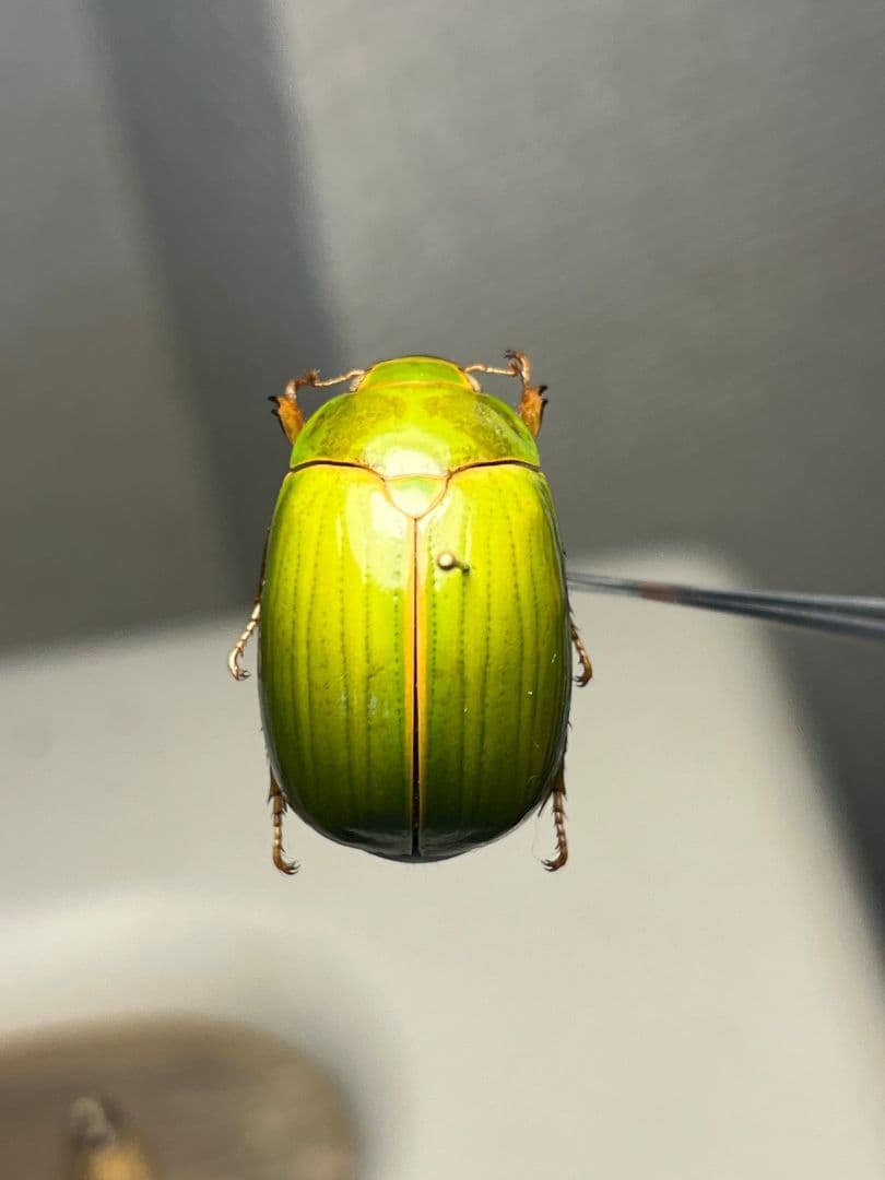 【鶯黄金希少種】枝豆感のあるパマセアタケコガネ ？ 標本 ウグイスコガネ