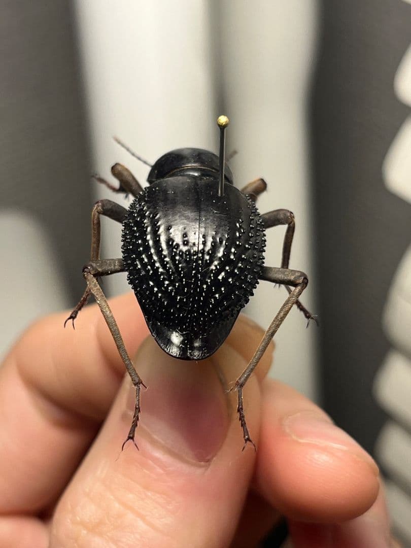 トゲヘリサバクゴミムシダマシ 標本ゾウムシ カミキリ糞虫ゴキブリコメツキカメムシ