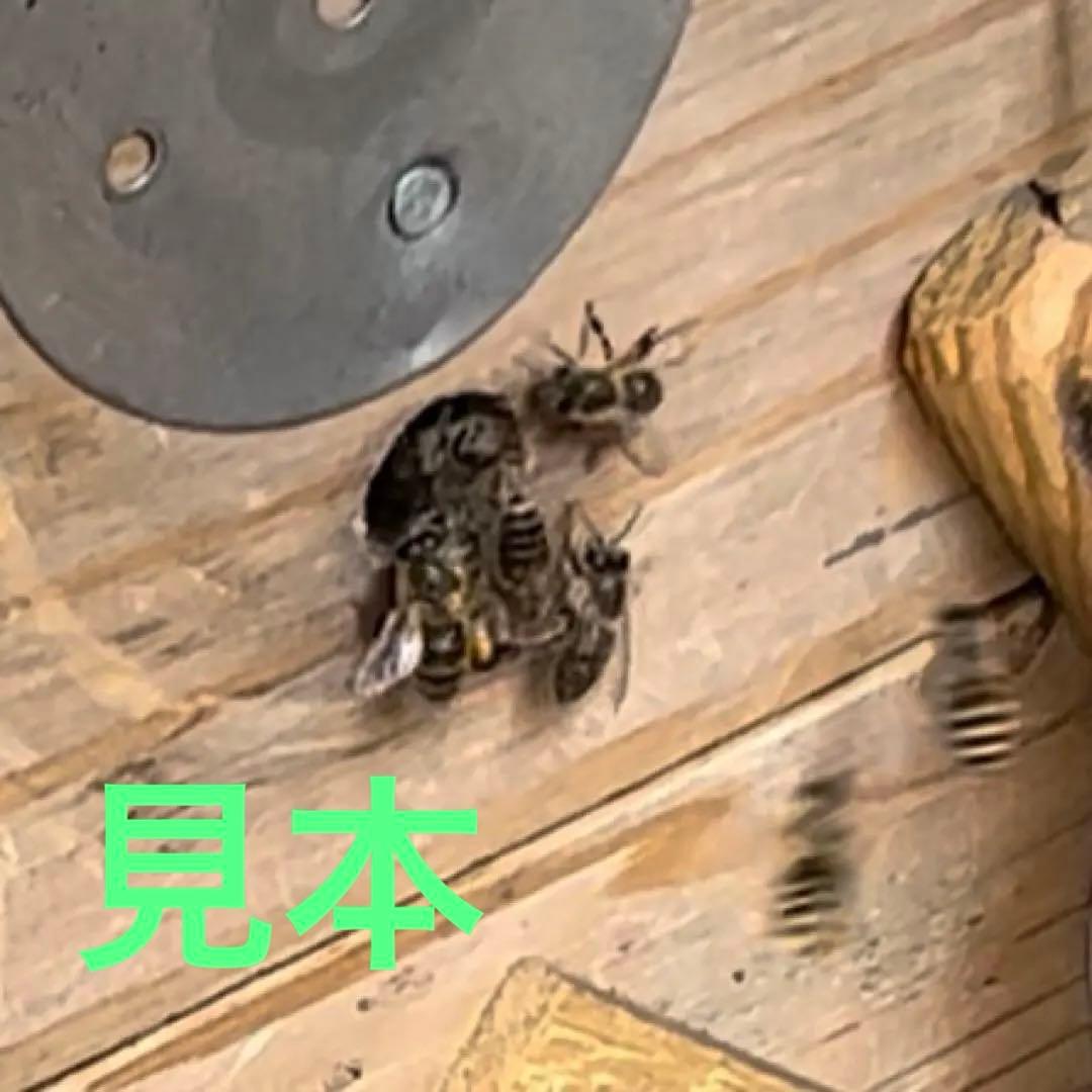 日本ミツバチ重箱式巣箱　手作り　４段　　　1