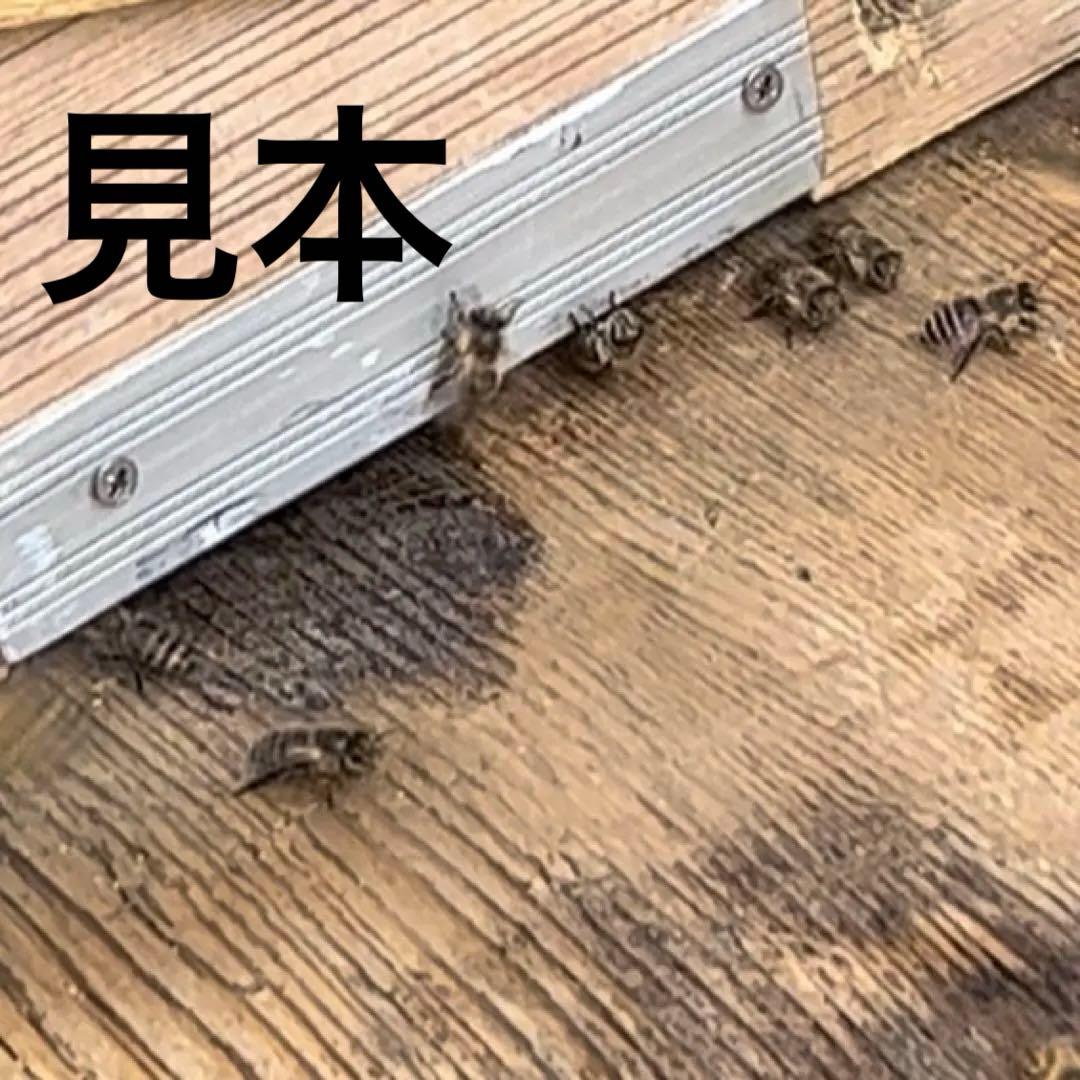 日本ミツバチ重箱式巣箱　手作り　４段　　　1