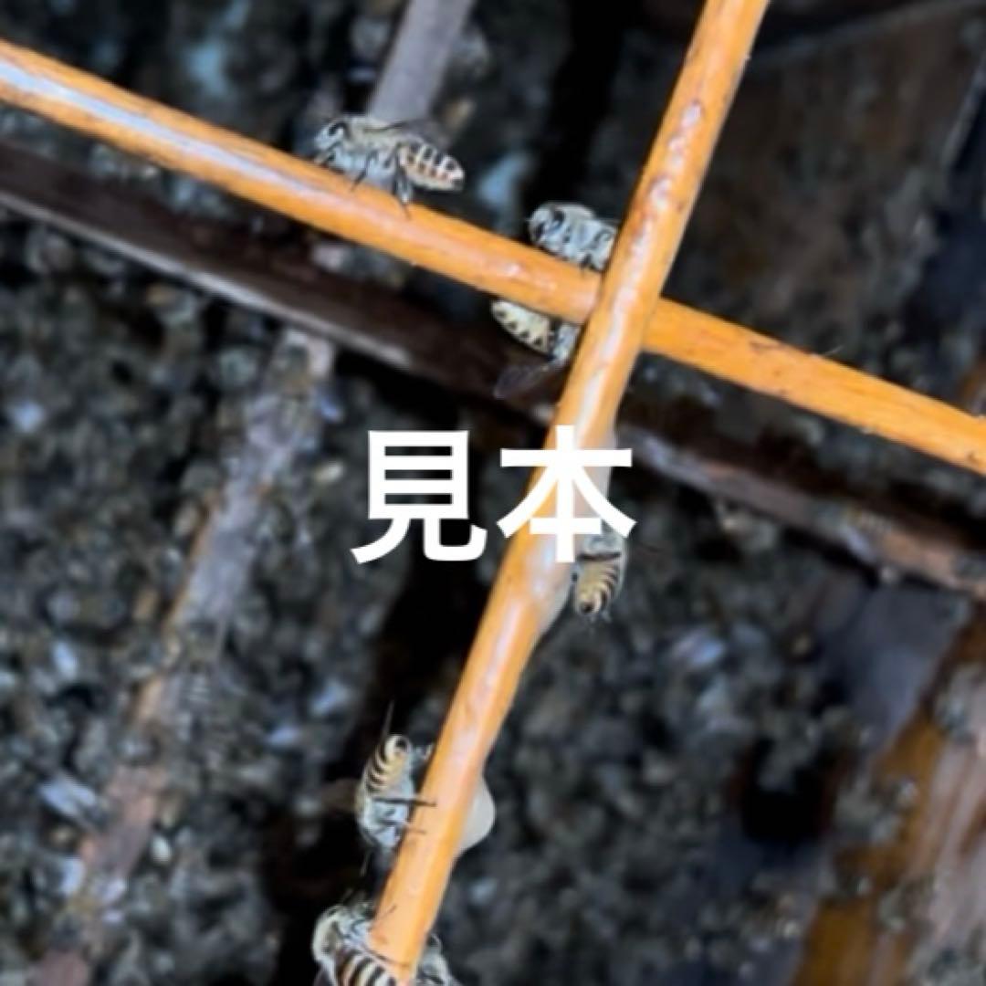 日本ミツバチ重箱式巣箱　手作り　４段　　　1