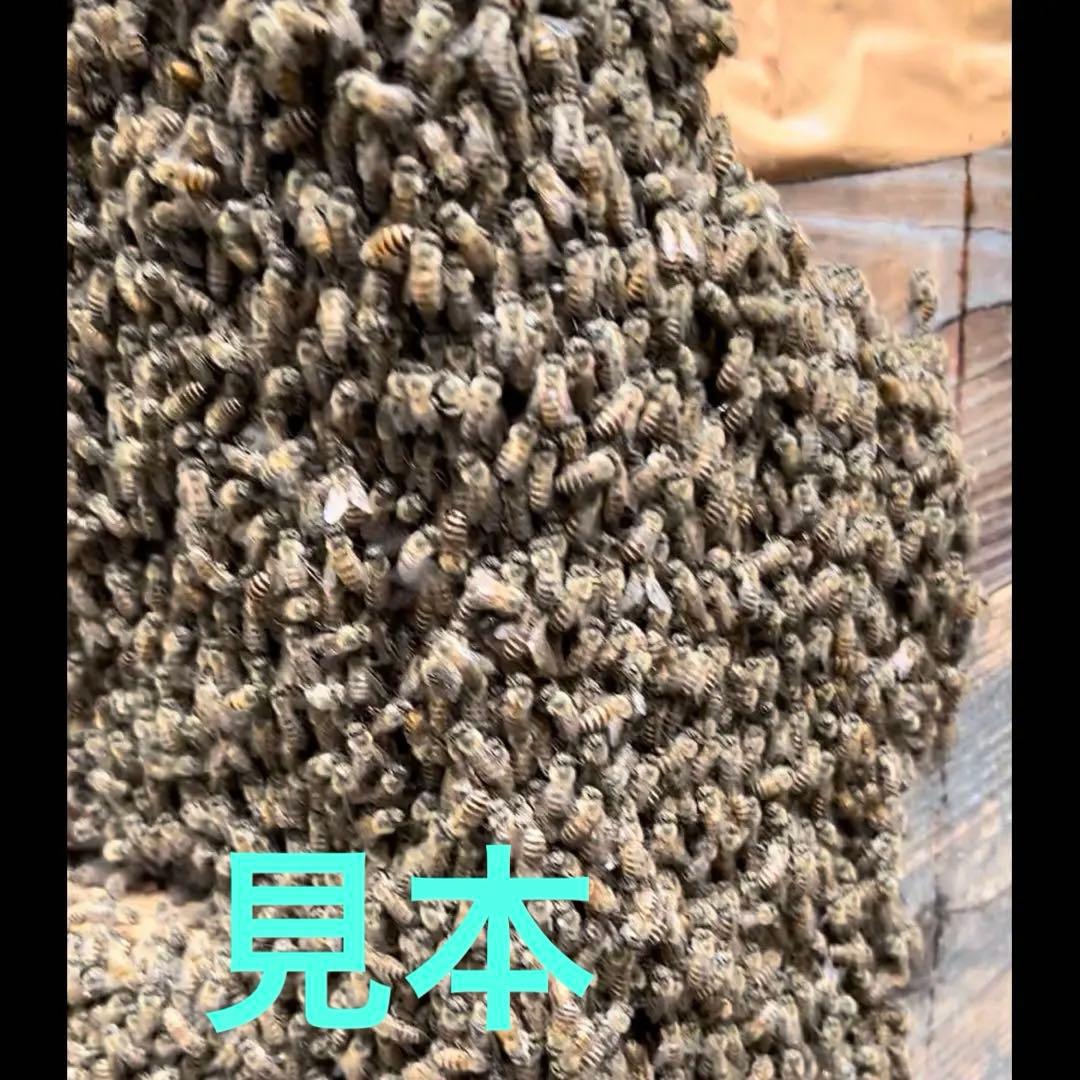日本ミツバチ重箱式巣箱　手作り　４段　　　1
