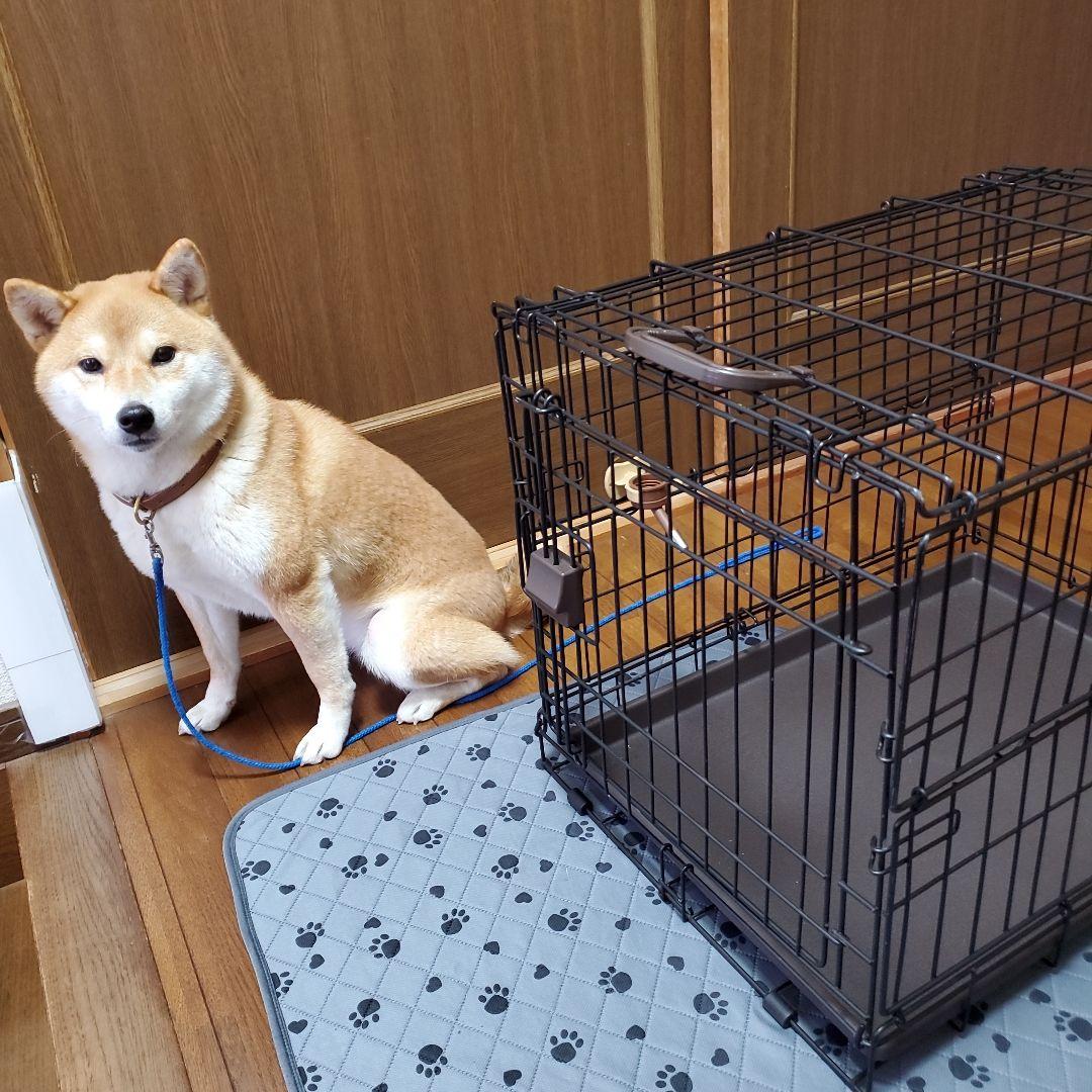 (美品)小型犬用ケージ&水飲みボトルセット　犬　ゲージ