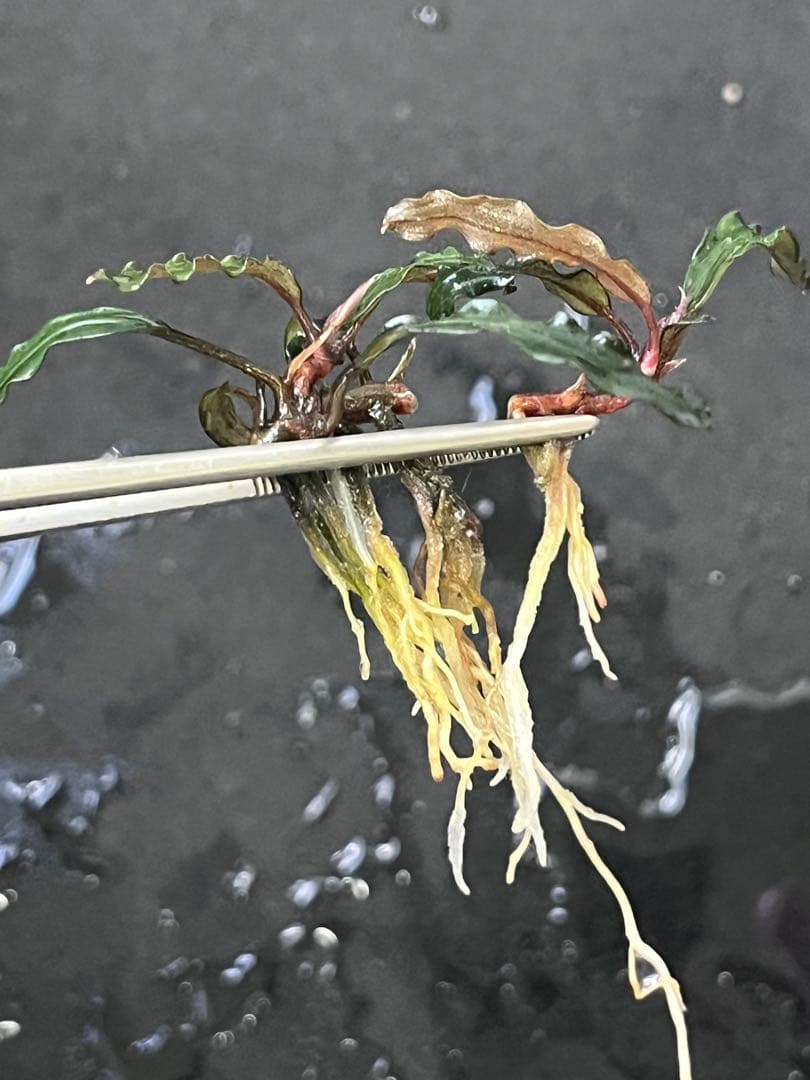 Bucephalandra sp. \"Diablo\" narrow 2株セット