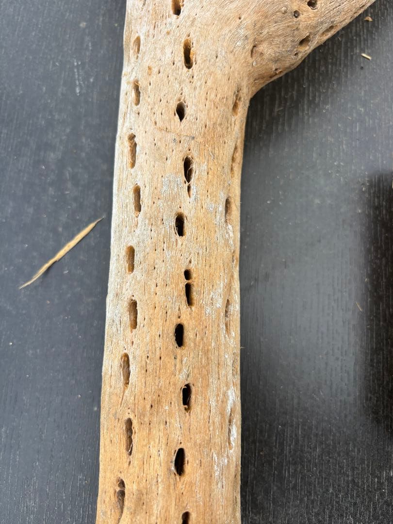 サボテンの骨　56cm 17cm２本セット
