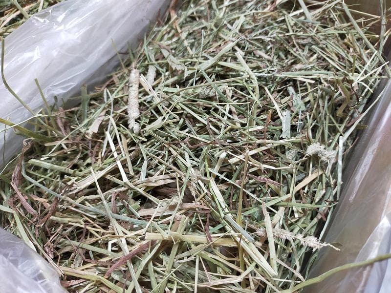 【11/10まで】 カナダ産 チモシー 30kg スーパープレミアム １番刈り