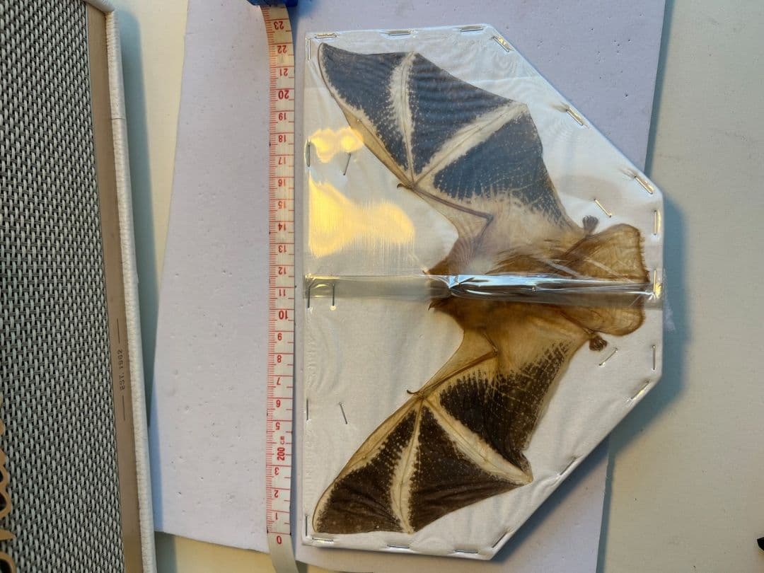 【希少蝙蝠標本】ペイントバット ジャワアブラコウモリ 昆虫標本 標本 剥製