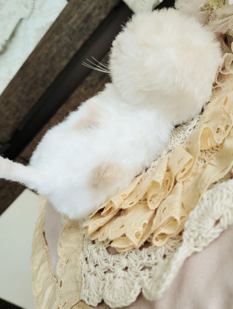 生後7日♡オメメ開いたよ♡エキゾ子猫ちゃん♡おねんねマットセット♡アートドール♡