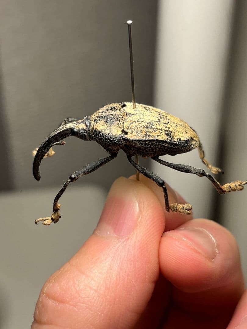 ブラジルのシギゾウムシ 標本カミキリ昆虫ゼリー標本甲虫フンチュウフンコロガシ