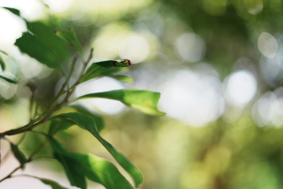 【未使用級】動作◎ SONY FE 50mm F1.8 単焦点 大きなボケ 39