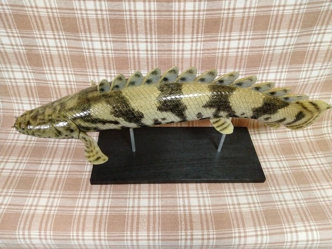 ハンドメイド　50cmポリプテルス　フィギュア　レプリカ　熱帯魚　オブジェ