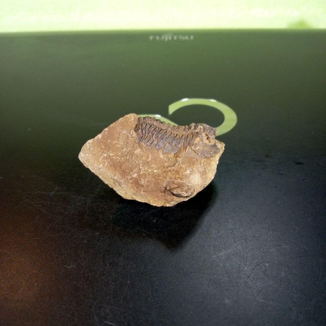 三葉虫　化石　ボリビア産　南アメリカ　trilobite　南米産fossil⑦