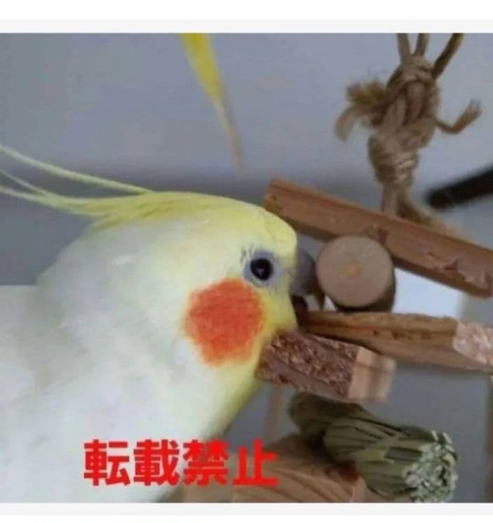 t173　中型　インコ　オオム　カジカジ、ガジガジおもちゃセット　かじり木