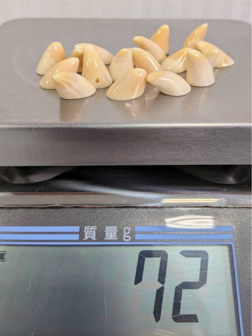 マッコウ鯨歯本物　歯先小さいサイズ 仕上げ済み極美品