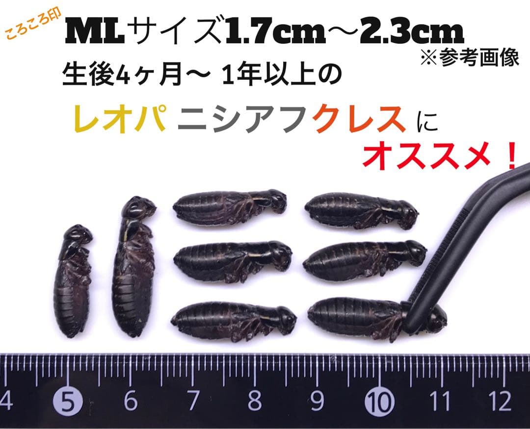 冷凍イエコMLとクロコML500gずつセット