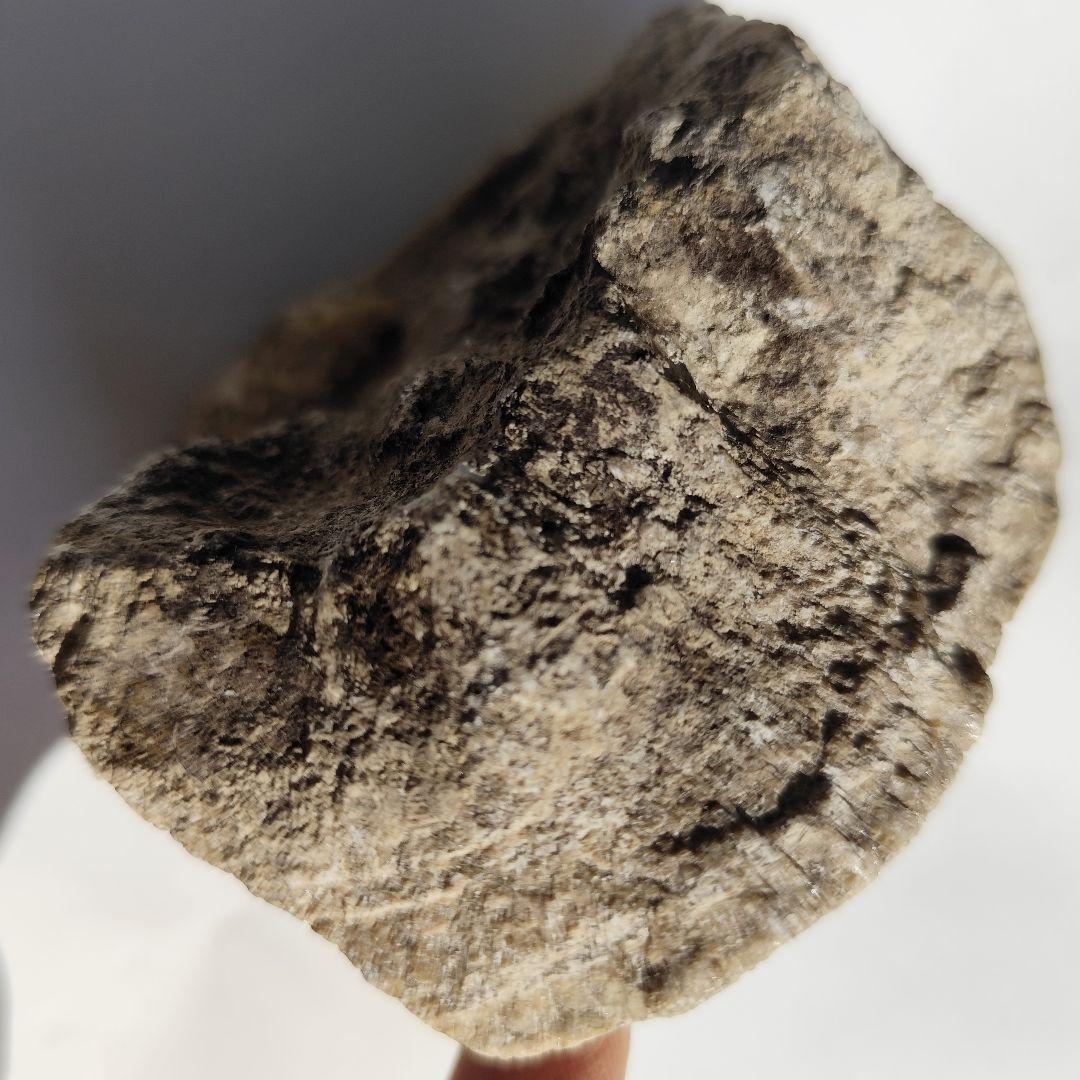 北投石 約800g ラジウム hokutolite 秋田玉川温泉ラドンホルミシス