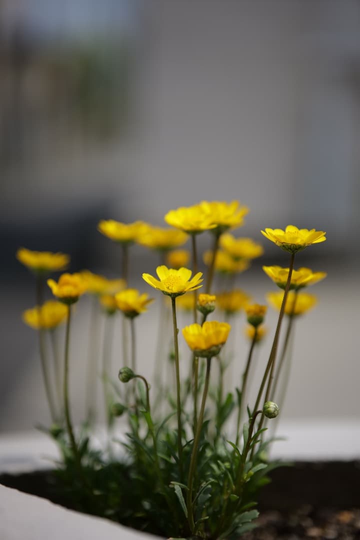 銘匠光学メイショウコウガク TTARTISAN 75mm F2 AF Lマウント