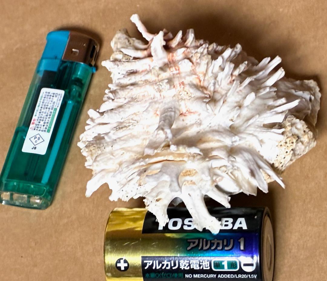 水槽レイアウト用品■白サンゴ■シャコ貝■トウカムリ■ヒレインコ■笠貝■丸ツノカイ