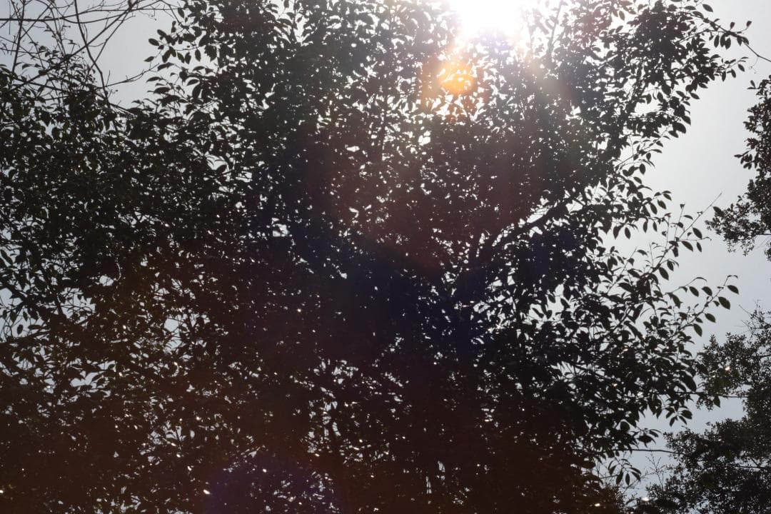 064【匿名配送】 ペンタックス SPF 一眼レフ フィルムカメラ レンズ作例有