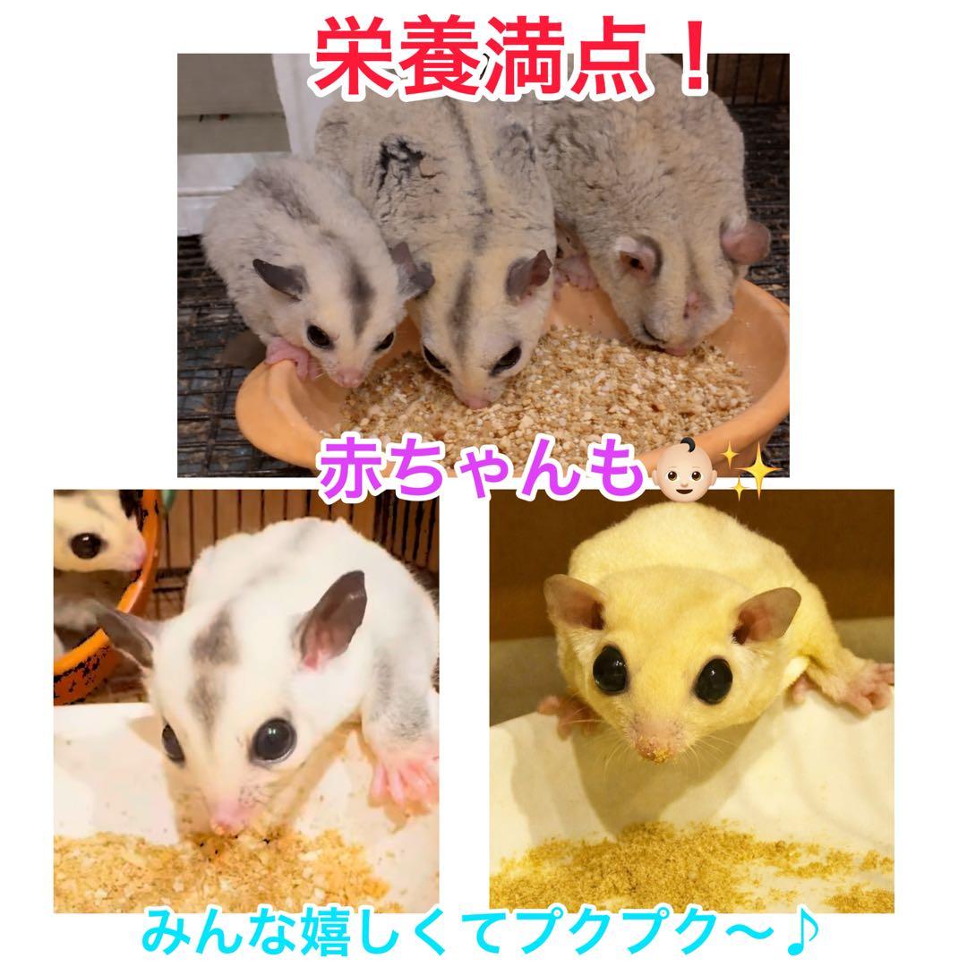 オリジナルモモンガフード　モモンガフード　フクロモモンガ　800g