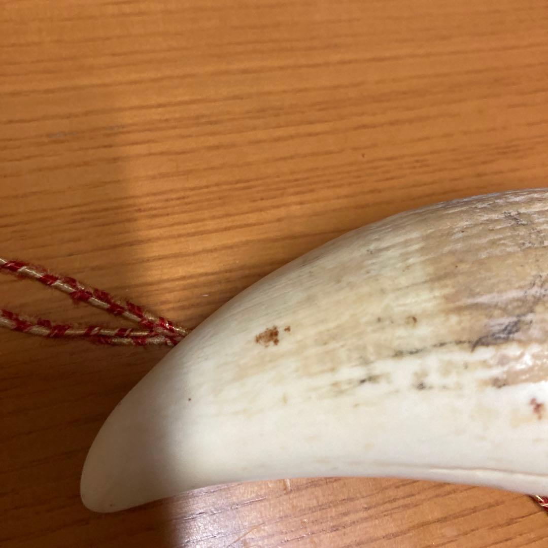 鯨の歯　マッコウクジラの歯　くじらの歯