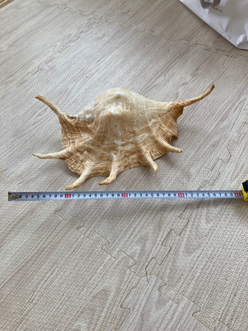 クモガイ　約40cm