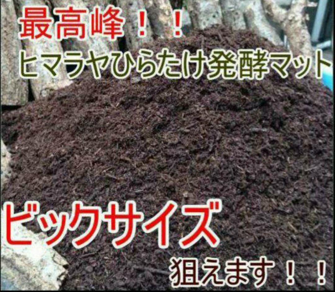 幼虫が巨大化します！ヒマラヤひらたけ発酵マット☆産卵にも抜群！クヌギ100%原料