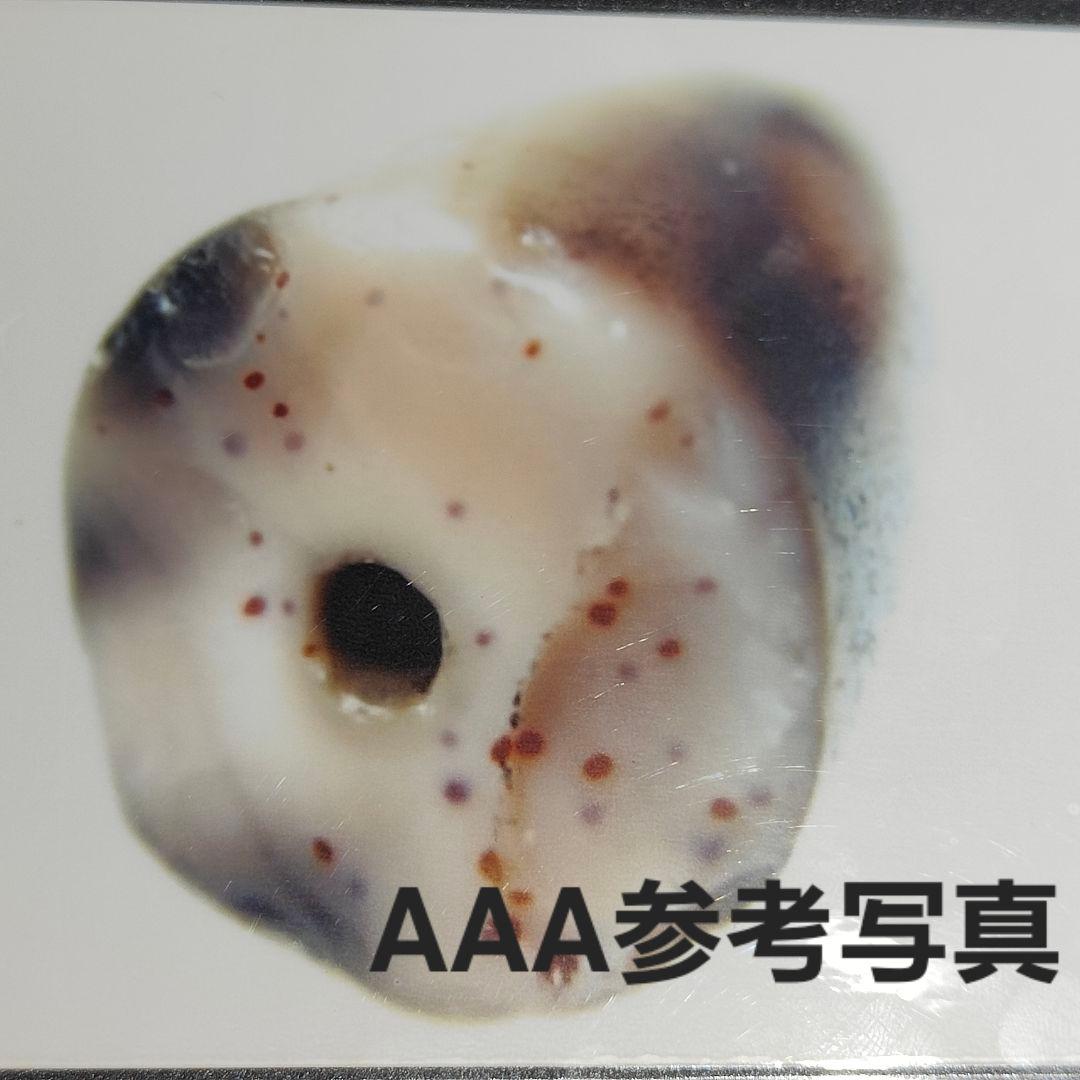 A6 老礦天珠　亀甲天珠　ハイブランド　天珠　天然石　鉱物　風水　開運　御守り