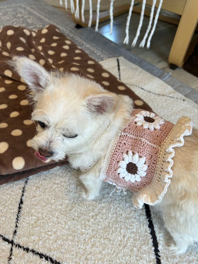 小型犬用お花のビスチェ　Lサイズ　綿 ご注文お受けしてから編みます（モチーフ5枚