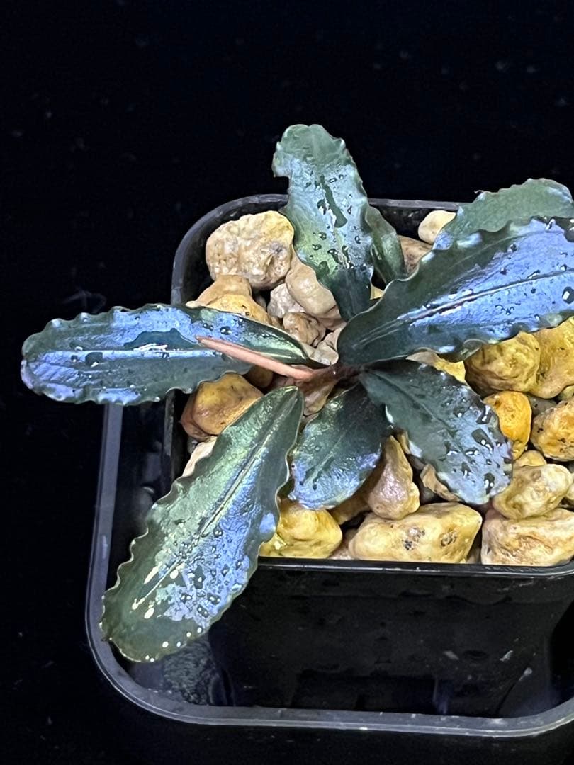 Bucephalandra sp. “Chocolata” 【カミハタ便】