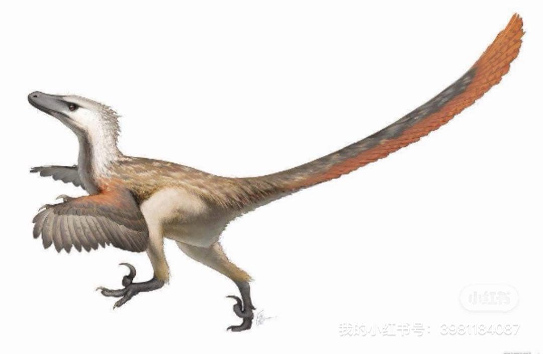 モロッコ産の小型ドロマエオサウルスの爪です。