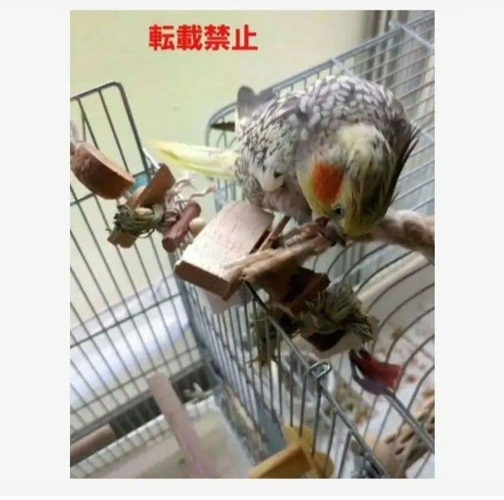 BC57　インコ　カジカジ ガジガジおもちゃ　サクサクバルサ！